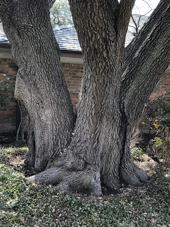 Mature heritage tree close to a Chugwater property cared for by certified arborists